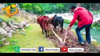 Noor E Ilahi - Official Music Video | Salim Sulaiman | Abida Parveen | neutral Beauty of Kashmir