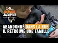 Abandonné dans la rue, Gump retrouve l'amour d'un maitre ! - Animaux à adopter