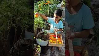 ടെറസിലെ ചെണ്ടുമല്ലി പൂക്കളത്തിലേക്ക് #marigold #farming  #terracegarden #onam #onamspecial