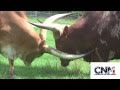 Two Ankole-Watusi Bulls Sparring with their MASSIVE HORNS in 1080P HD !