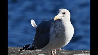 タイミル君の日課　ウンチしてユリカモメ追い払って