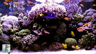 Beautiful & Calming Coral Reef Fish ~ Relaxing Ocean Fish & Aquarium Relax Music