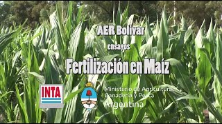 Fertilización en el cultivo de maíz