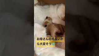 授乳は続くどこまでもぷっくりお腹のそめごろー【 猫 子猫 】