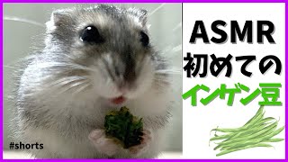 【ASMR】初めて食べるインゲン豆のお味…ハムスターの反応は？ #shorts hamster/eatingsounds/pet咀嚼音