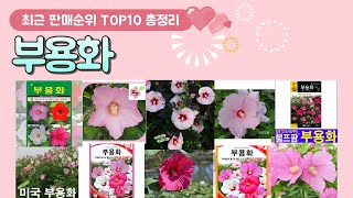 부용화 추천 판매 순위 TOP 10