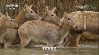 20171031 走近科学 寻找生态家园（下）