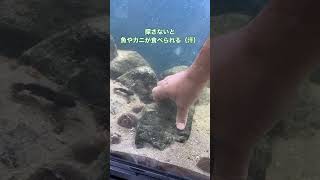 タコ脱走！（令和６年11月８日）海水魚水槽の隔離ケースにいるはずのタコがいません！脱走か！？　＃タコ　＃脱走　＃りんくう公園