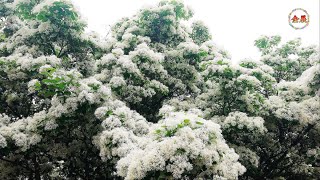 2022台大流蘇花盛開！tassel blooming