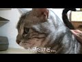 【猫記録549】3匹目を迎えていいか猫に聞いてみた 結果は⁇