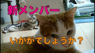 【猫記録549】3匹目を迎えていいか猫に聞いてみた 結果は⁇