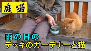 【庭猫】雨の日のデッキのガーデナーと猫