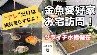 金魚の水質管理を金魚愛好家宅へ取材に行きました！とにかくキレイな水と金魚が最高なんです！【金魚飼育】【メダカの奴】