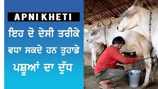 How to increase cow milk, पशुओं का दूध बढ़ाएं, ਪਸ਼ੂਆਂ ਦਾ ਦੁੱਧ ਵਧਾਓ by Navroop Singh Gill