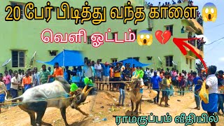 20 பேர் பிடித்து வந்த பாய்ச்சல் காளை 💥 வெளி ஓட்டம் அட்டகாசம் 😱💔 ராமகுப்பம் வீதியில் 2023 #viral#like