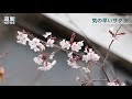 気の早いサクラ もう開花　札幌市西区