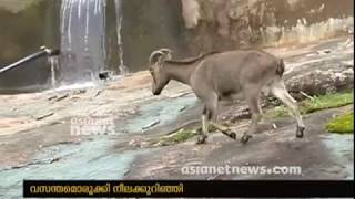 Neelakurinji Blooming Season : Huge rush in Munnar Rajamala