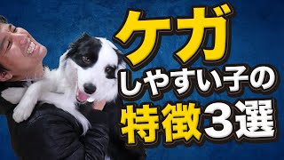 ケガしやすいワンちゃんの特徴3選