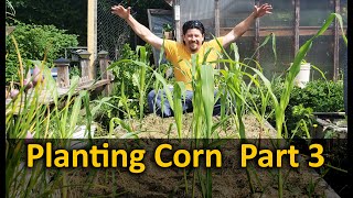 Growing Corn - Part 3 Planting