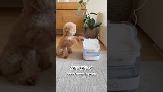 自動給水器のスイッチをつけてほしい犬 #dog #cutedog