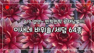 이새네 바위솔/세덤 (4/9)_ 64종 !! 더보기란에 상품리스트 있어요