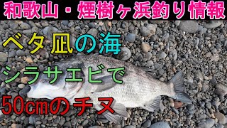 12-30　煙樹ヶ浜釣り情報・取材編【第1201回】シラサエビで #50cmのチヌ上がる ＃遠投カゴ釣 #和歌山釣り #煙樹ヶ浜