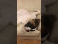 起きとるんかい！ セントバーナード saintbernard 大型犬 超大型犬 dog