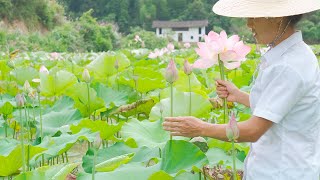 农人家的荷花粥【乡村莲姐】@4K