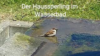 Der Spatz (Haussperling)