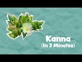"Natural MDMA" ? | Kanna Explained In 3 Minutes (2022 Update)