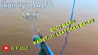 Spot BARU || KAGET liat ikan SALTO