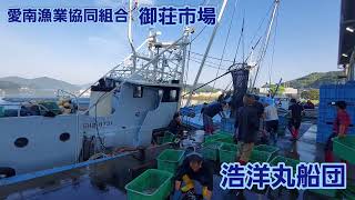 愛南漁業協同組合　御荘市場　🐟️生宝丸船団🐟️浩洋丸船団🐟️水揚げ‼️