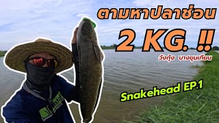 ตกปลาช่อน | ตามล่าหาปลาช่อน 2 KG. | วังกุ้งบางขุนเทียน