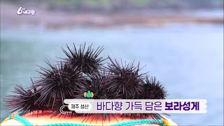 6시 내 고향 [바다향 가득 담은 보라성게] KBS제주 240621방송