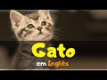 😸 Como dizer GATO em INGLÊS #cat