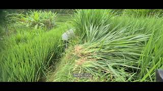 Old Farmer Harvesting Gjahans with a Sharp Sickle – Traditional Farming at Its Best