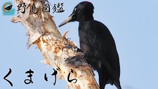 【野鳥図鑑 /クマゲラ】リモートバードウォッチング　北海道小樽市で出会ったクマゲラの姿と特徴などを紹介しています。