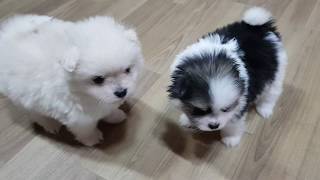 포메라니안 새끼강아지들 흉폭주의 pomeranian puppy