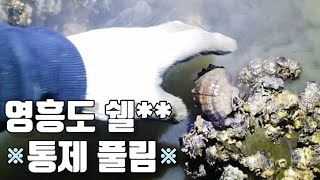 야간 해루질 통제풀린 영흥도 낙지 소라가 있을까?! Octopus conch catch