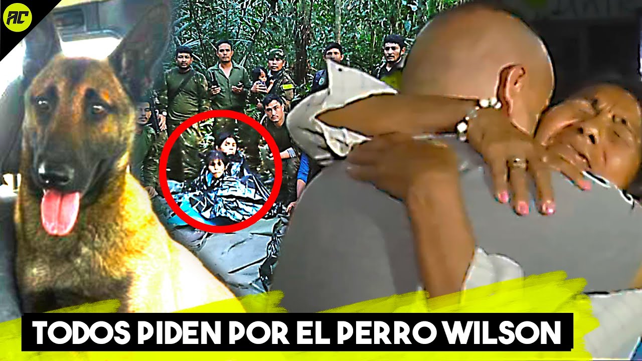 Todos Piden Por Wilson, El Perro Rescatista Que Ayudó A Los 4 Niños ...