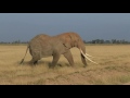 big tusker tim from amboseli national park