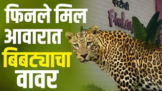 Paratwada News Update : फिनले मिल आवारात बिबट्याचा वावर ¦ Leopard in Paratwada Gavran 90 Letest