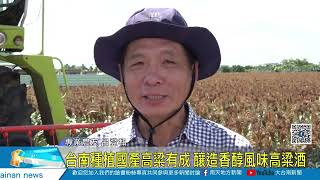 台南種植國產高粱有成 釀造香醇風味高粱酒20220708