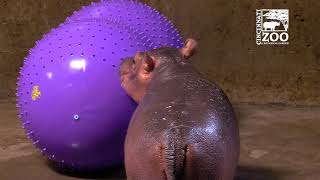Baby Hippo Fiona - Episode 6 The Fiona Phenomenon - Cincinnati Zoo
