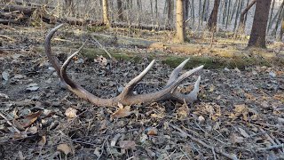 Zhody 2022 - Zhodárska sezóna / Zrzuty 2022 Palchi di cervo Shed antler hunting Agancs 2022