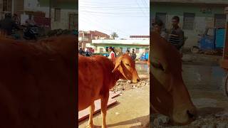 प्यारी Prabha🤗 का सूर्य पूजन।🌞❤️। #shorts by informationabhidbg #shorts #shortvideo #cow #cowvideos