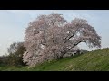 【4k】甘樫丘～西大寺～帯解寺～幾坂池～内牧区民の森 cherry blossoms in nara prefecture nara japan 2022