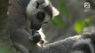 Ring-tailed Lemur Baby Born at the Zoo