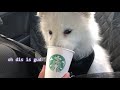 asmr starbucks puppuccino treat for pug and samoyed pablo and mikee