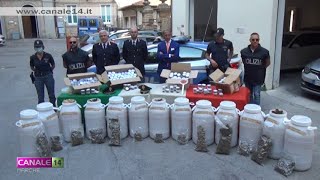 Macerata. Sequestrati circa 100kg di marijuana destinati ai giovani della città